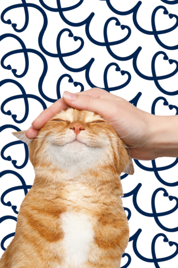 Seu pet merece o melhor cuidado