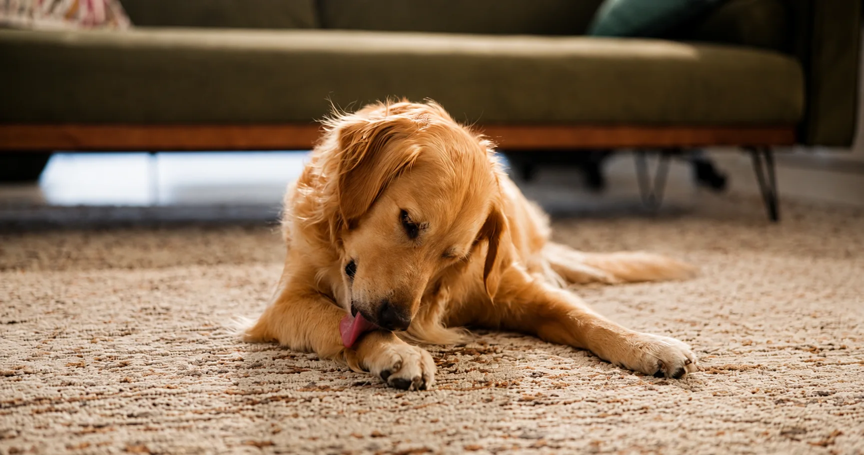 Cachorro lambendo a pata, sinal de coceira ou irritação na pele