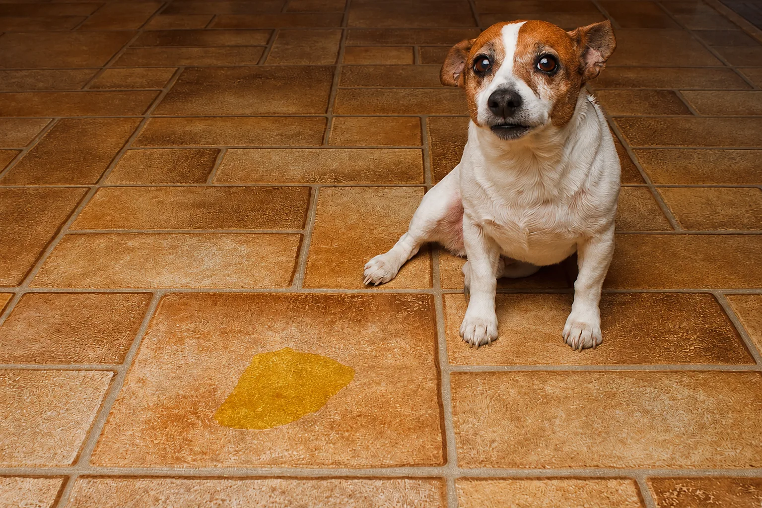 Cachorro sentado no chão perto de poça de xixi, sinal de problema urinário