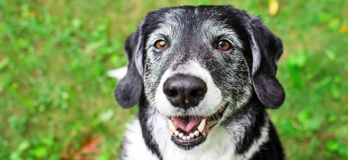 Queda de pelo em cachorro: quando é normal e quando merece atenção?