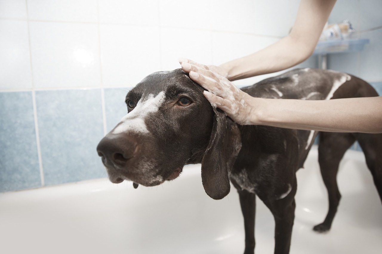 Caspa em cachorro: o que pode ser, causas mais comuns e quando se preocupar