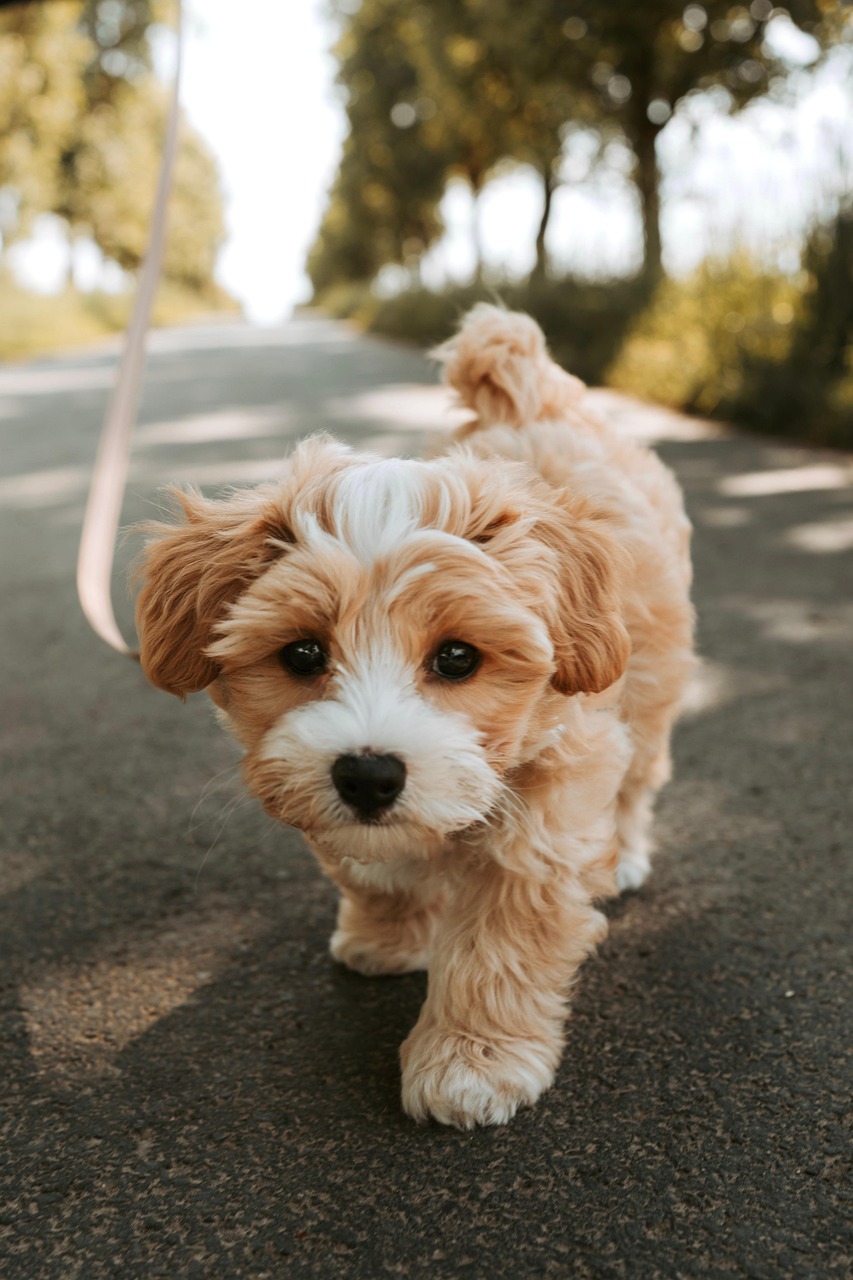 Incontinência urinária em cachorro: causas, sintomas e quando procurar ajuda